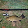 Tench