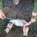 Carp bream