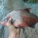 Carp bream