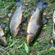Tench
