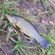 Tench