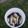 Prussian carp