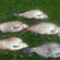 Carp bream
