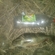 Eurasian perch