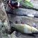 Tench