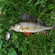 Eurasian perch