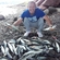 Mackerel