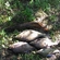Carp bream