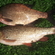 Carp bream