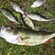 Eurasian perch