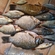 Crucian carp