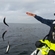Mackerel