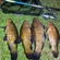 Tench