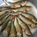Eurasian perch