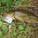 Tench