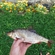 Roach
