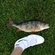 Eurasian perch