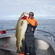 Atlantic cod