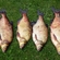 Carp bream