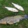 Tench