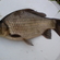 Prussian carp