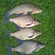 Tench