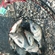 Carp bream