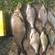 Carp bream