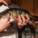 Eurasian perch