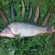Carp