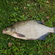 Carp bream