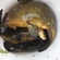 Tench