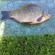 Crucian carp