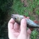 Eurasian perch