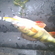 Eurasian perch