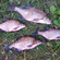Carp bream