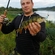 Eurasian perch