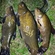 Tench