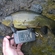 Tench
