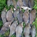Carp bream