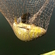 Tench