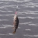 Eurasian perch