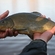 Tench
