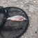 Roach