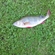 Eurasian perch