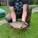 Prussian carp