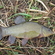 Tench