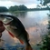 Eurasian perch