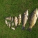 Carp