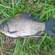Prussian carp